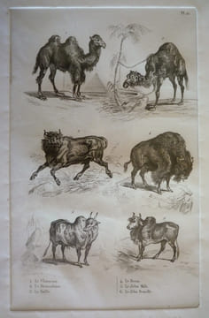 Gravure animalière, planche n°21 de l'Histoire naturelle de Buffon : Chameau, Dromadaire, Buffle, Bison, Zébu mâle, Zébu femelle. Buffon