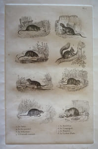 Gravure animalière, planche n°7 de l'Histoire naturelle de Buffon : Mulot, Rat perchal, Scherman, Ecureuil, Rat d'eau, Campagnol, Hamster, Cochon d'Inde
