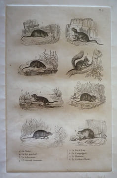 Gravure animalière, planche n°7 de l'Histoire naturelle de Buffon : Mulot, Rat perchal, Scherman, Ecureuil, Rat d'eau, Campagnol, Hamster, Cochon ...