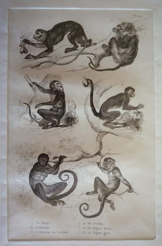 Gravure animalière, planche n°40 de l'Histoire naturelle de Buffon : Douc, Alouate, Ouarine ou hurleur, Coaïta, Sajou brun, Sajou gris. Buffon