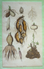 Gravure : Physiologie végétale (Dictionnaire pittoresque d'histoire naturelle et des phénomènes de la nature). Guérin-Menneville Félix Edouard