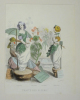 Gravure de Grandville : Traite des fleurs (Les Fleurs animées). Grandville