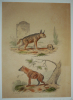 Gravure de Traviès pour illustrer Buffon (XIXe siècle) : Hyène rayée - Hyène tachetée. Traviès Edouard