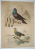 Gravure de Traviès pour illustrer Buffon (XIXe siècle) : Pigeon romain - Pigeon ramier de Madagascar. Traviès Edouard