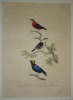 Gravure de Traviès pour illustrer Buffon (XIXe siècle) : Manakin rouge - Casse-noisette ou Manakin goitreux - Tigé ou Grand Manakin. Traviès Edouard