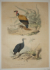Gravure de Traviès pour illustrer Buffon (XIXe siècle) : Roi des vautours - Urubus. Traviès Edouard