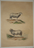 Gravure de Traviès pour illustrer Buffon (XIXe siècle) : Mouton - Bélier. Traviès Edouard