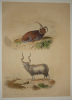 Gravure de Traviès pour illustrer Buffon (XIXe siècle) : Bélier d'Islande - Bélier de Valachie. Traviès Edouard
