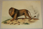 Gravure de Traviès pour illustrer Buffon (XIXe siècle) : Lion. Traviès Edouard