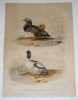 Gravure de Traviès pour illustrer Buffon (XIXe siècle) : Canard à éventail de la Chine - Garrot. Traviès Edouard