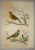 Gravure de Traviès pour illustrer Buffon (XIXe siècle) : Serin des Canaries - Serin de Provence. Traviès Edouard