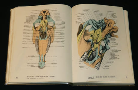Anatomie comparée des mammifères domestiques : Ostéologie (2 volumes)