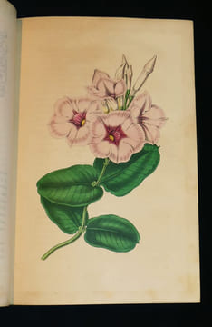 Voyage autour de mon jardin. Karr Alphonse