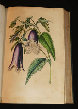 Voyage autour de mon jardin. Karr Alphonse