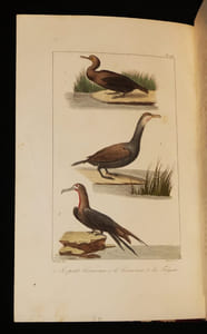 Oeuvres complètes de Buffon, 20 volumes