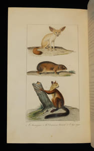 Oeuvres complètes de Buffon, 20 volumes