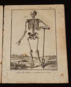 Anatomie, contenant trente-trois planches