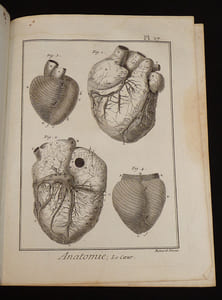 Anatomie, contenant trente-trois planches