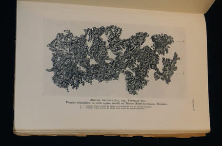 La Végétation lichénique du Massif Armoricain : Etude chronologique et écologique