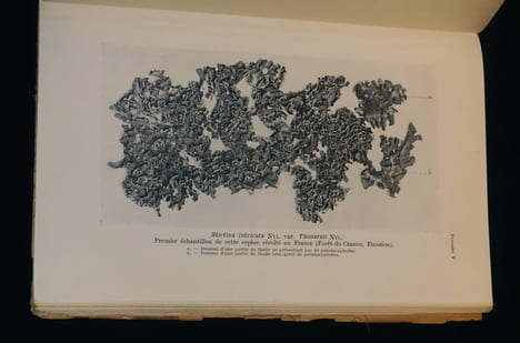 La Végétation lichénique du Massif Armoricain : Etude chronologique et écologique. Abbayes H. des
