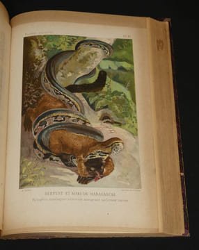 Histoire Naturelle populaire, l'homme et les animaux. Brongniart Charles