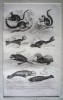 Gravure d'animaux (Buffon) : Tagouan, Grand écureuil de la côte de Malabar, Ecureuil de Madagascar, Phoque commun, Phoque à ventre blanc, Ours marin, ...