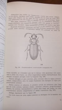 Les Tomoderini de l’Afrique Noire et de la région malgache (Coléoptera, anthicidae)