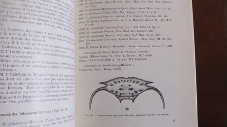 Monographie des Araneidae-Gasteracanthinae africains. L. G. BENOIT