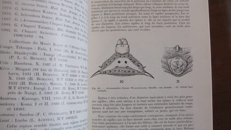 Monographie des Araneidae-Gasteracanthinae africains. L. G. BENOIT