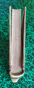 Traité des membranes en général et de diverses membranes en particulier.
