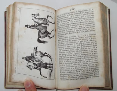 Manuel d’Equitation à l’usage des deux sexes