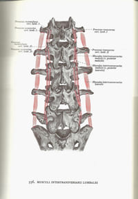 ATLAS D'ANATOMIE HUMAINE – 2 tomes