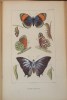 Les INSECTES – Traité élémentaire d’Entomologie – Complet en 4 tomes. Maurice Girard