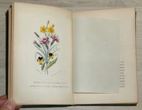 Flore des Dames – Nouveau Langage des Fleurs