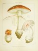 Atlas des champignons comestibles et vénéneux de la France et des pays circonvoisins contenant 72 planches en couleur ou sont représentées les figures ...