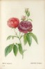 Les Roses peintes par J.P. Redouté. 182 Roses de Redouté. REDOUTE, Pierre-Joseph