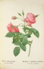 Les Roses peintes par J.P. Redouté. 182 Roses de Redouté. REDOUTE, Pierre-Joseph