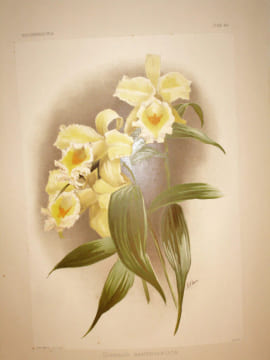 Reichenbachia, orchids illustrated and described. Le plus beau livre du "Roi des orchidées". SANDER, Henry Frederick Conrad
