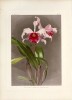 Reichenbachia, orchids illustrated and described. Le plus beau livre du "Roi des orchidées". SANDER, Henry Frederick Conrad