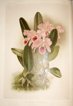 Reichenbachia, orchids illustrated and described. Le plus beau livre du "Roi des orchidées". SANDER, Henry Frederick Conrad