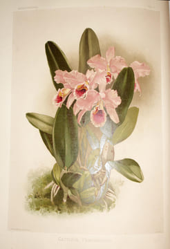 Reichenbachia, orchids illustrated and described. Le plus beau livre du "Roi des orchidées". SANDER, Henry Frederick Conrad