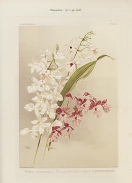 Reichenbachia, orchids illustrated and described. Le plus beau livre du "Roi des orchidées". SANDER, Henry Frederick Conrad