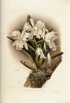 Reichenbachia, orchids illustrated and described. Le plus beau livre du "Roi des orchidées". SANDER, Henry Frederick Conrad