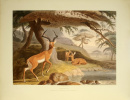 African scenery and animals Le plus bel ouvrage jamais publié sur l'Afrique du Sud.. DANIELL, Samuel