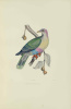 Iconographie des pigeons non figurés par Mme Knip (Mme Pauline de Courcelles) dans les deux volumes de MM. Temminck et Florent Prévost.. BONAPARTE, ...