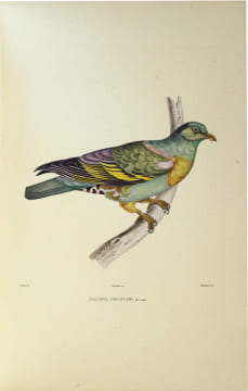 Iconographie des pigeons non figurés par Mme Knip (Mme Pauline de Courcelles) dans les deux volumes de MM. Temminck et Florent Prévost. Un grand livre ...