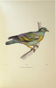 Iconographie des pigeons non figurés par Mme Knip (Mme Pauline de Courcelles) dans les deux volumes de MM. Temminck et Florent Prévost.. BONAPARTE, ...