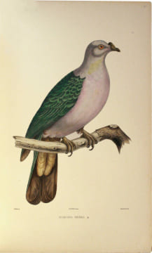 Iconographie des pigeons non figurés par Mme Knip (Mme Pauline de Courcelles) dans les deux volumes de MM. Temminck et Florent Prévost. Un grand livre ...