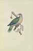 Iconographie des pigeons non figurés par Mme Knip (Mme Pauline de Courcelles) dans les deux volumes de MM. Temminck et Florent Prévost. Un grand livre ...