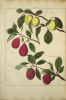 Pomologia, dat is beschryvingen en afbeeldingen van de beste soorten van appels en peeren. Éditions originales des traités sur les arbres fruitiers de ...